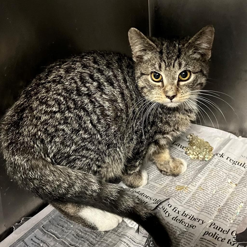 Boyd - Domestic Short Hair