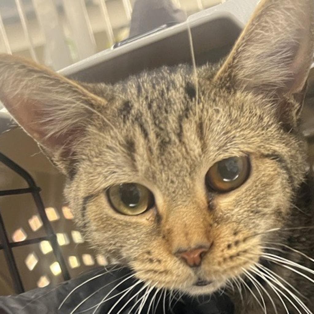 Ralph - Domestic Short Hair