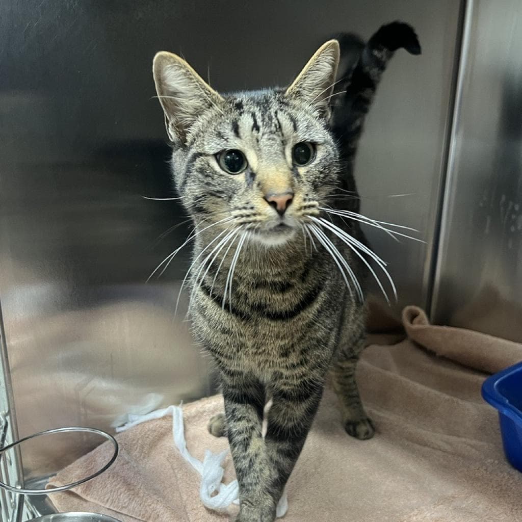 Basil - Domestic Short Hair