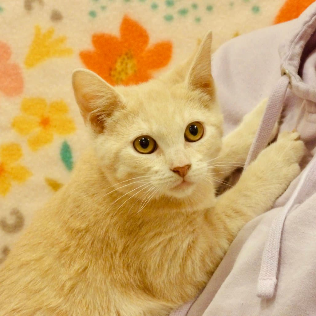 Ketchup - Domestic Short Hair