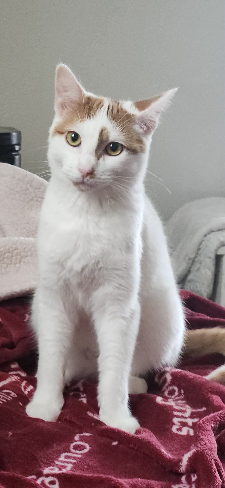 Wini And Valor - Domestic Short Hair