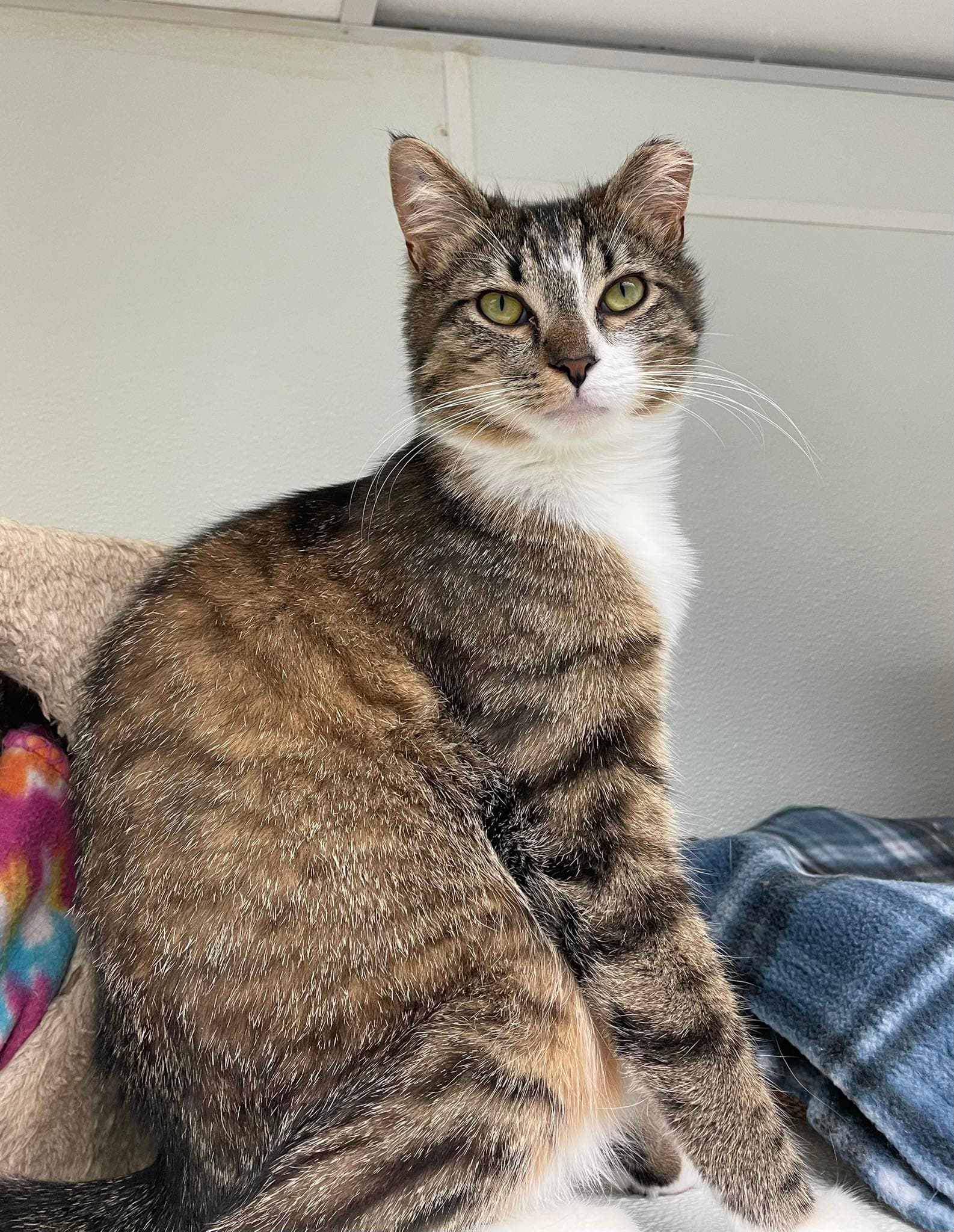 Elsa And Anna - Domestic Short Hair