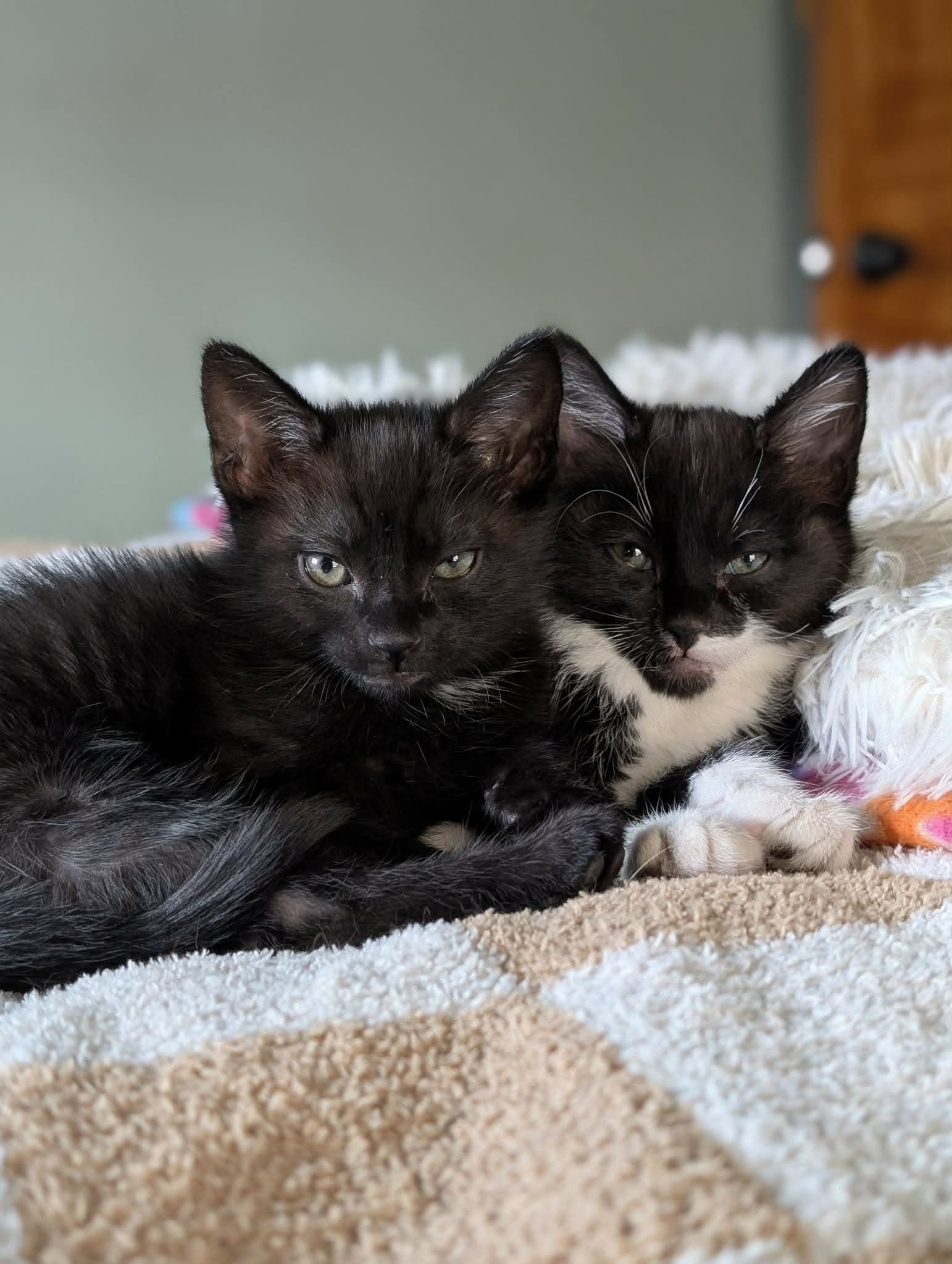 Yoshi And Yuki - Domestic Short Hair