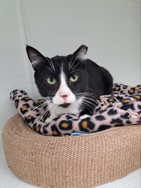 Doppler - Domestic Short Hair