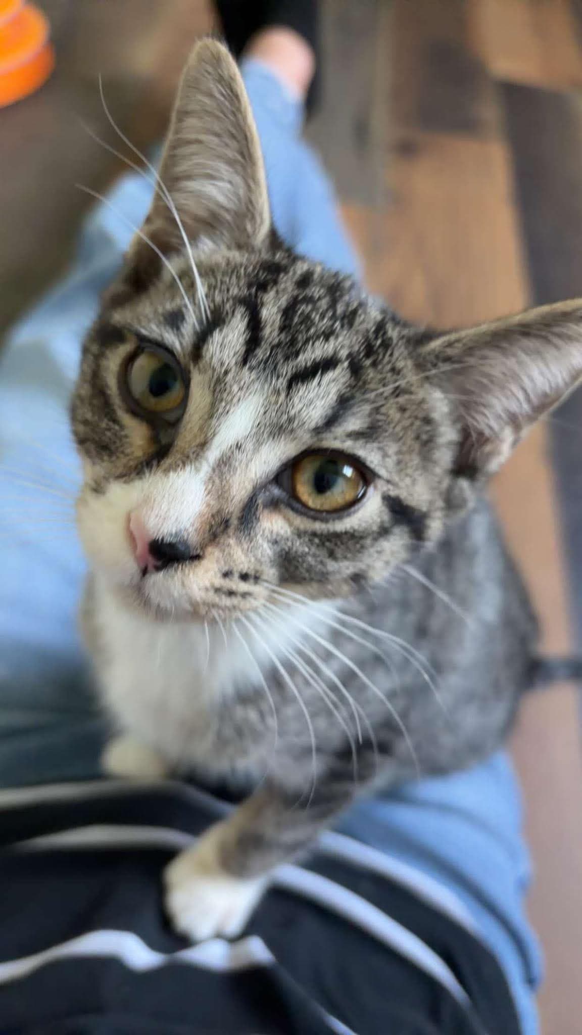 Dilly - Domestic Short Hair