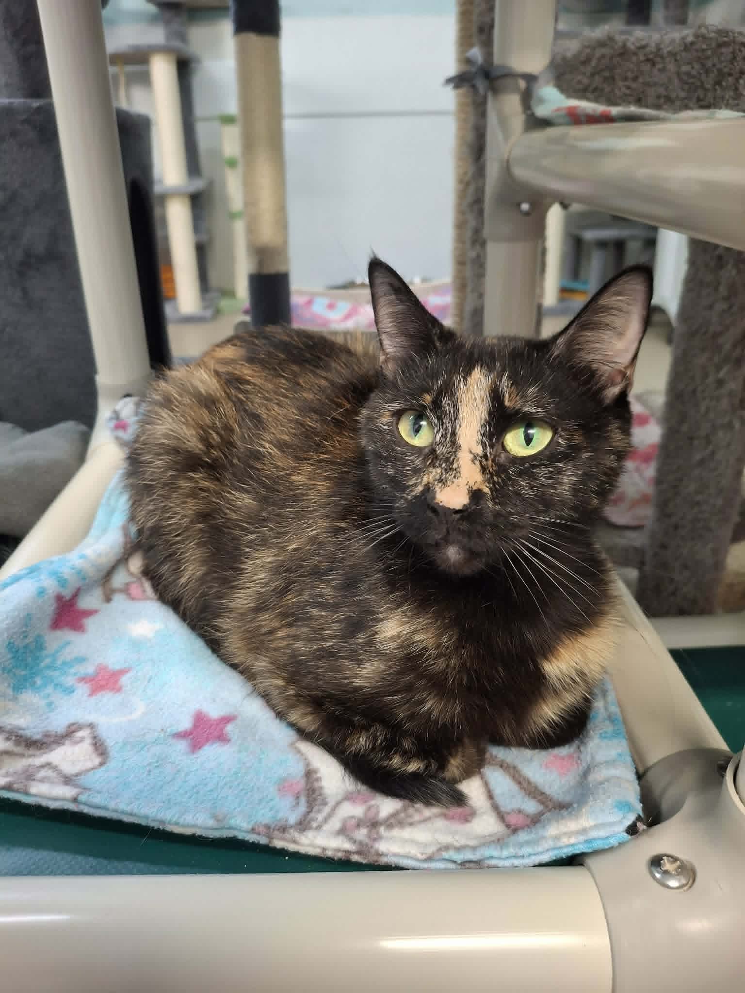 Martha - Domestic Short Hair