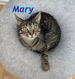 Mary image 4