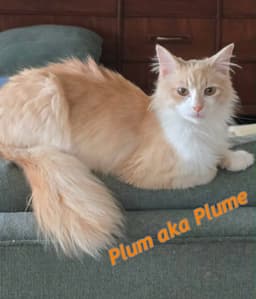 Plum image 4
