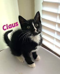 Claus image 3
