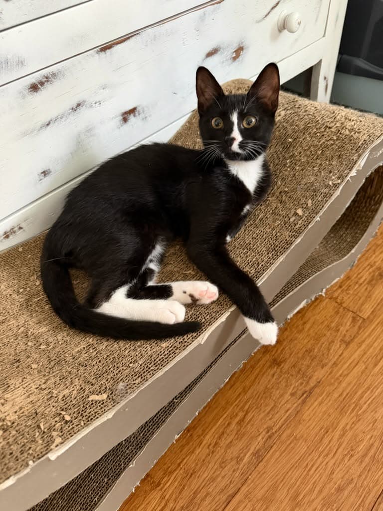 Claus - Domestic Short Hair