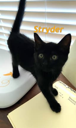 Stryder And Skittle image 3