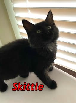 Skittle And Stryder image 3