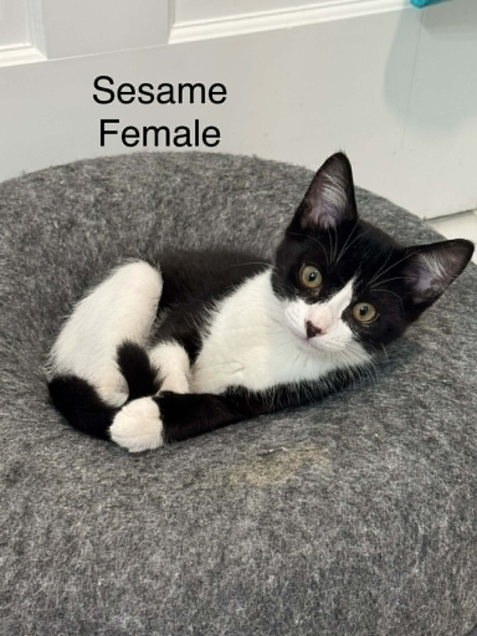 Sesame And Cayenne - Domestic Short Hair