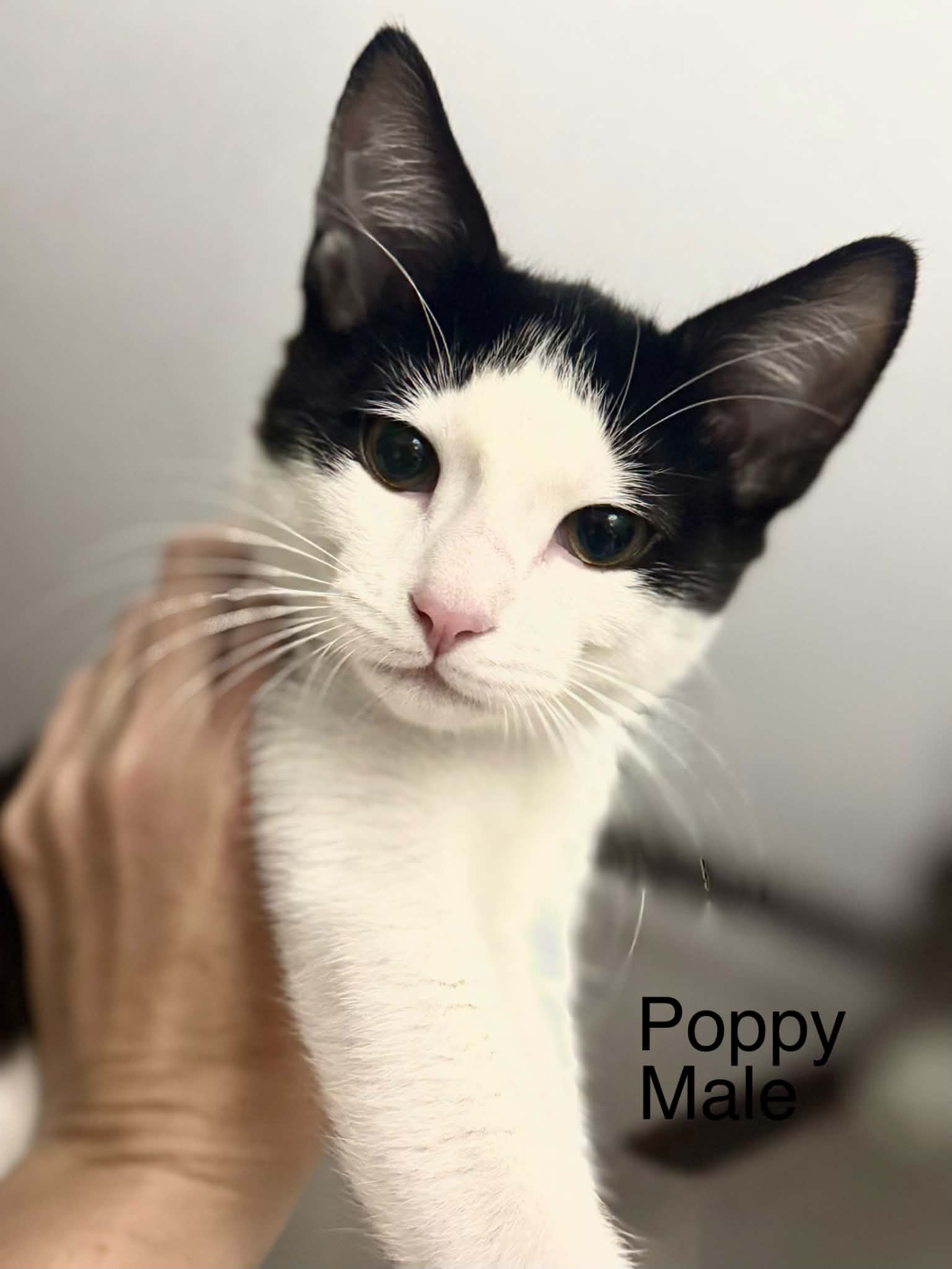 Poppy - Domestic Short Hair