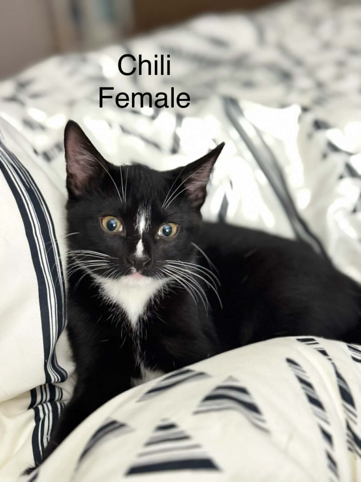 Chili - Domestic Short Hair