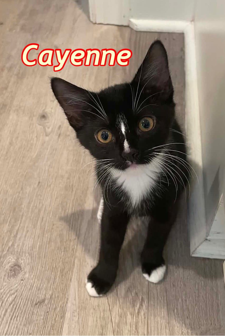 Cayenne And Sesame - Domestic Short Hair