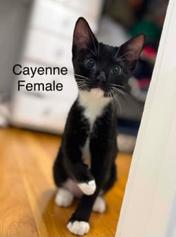Cayenne And Sesame image 2
