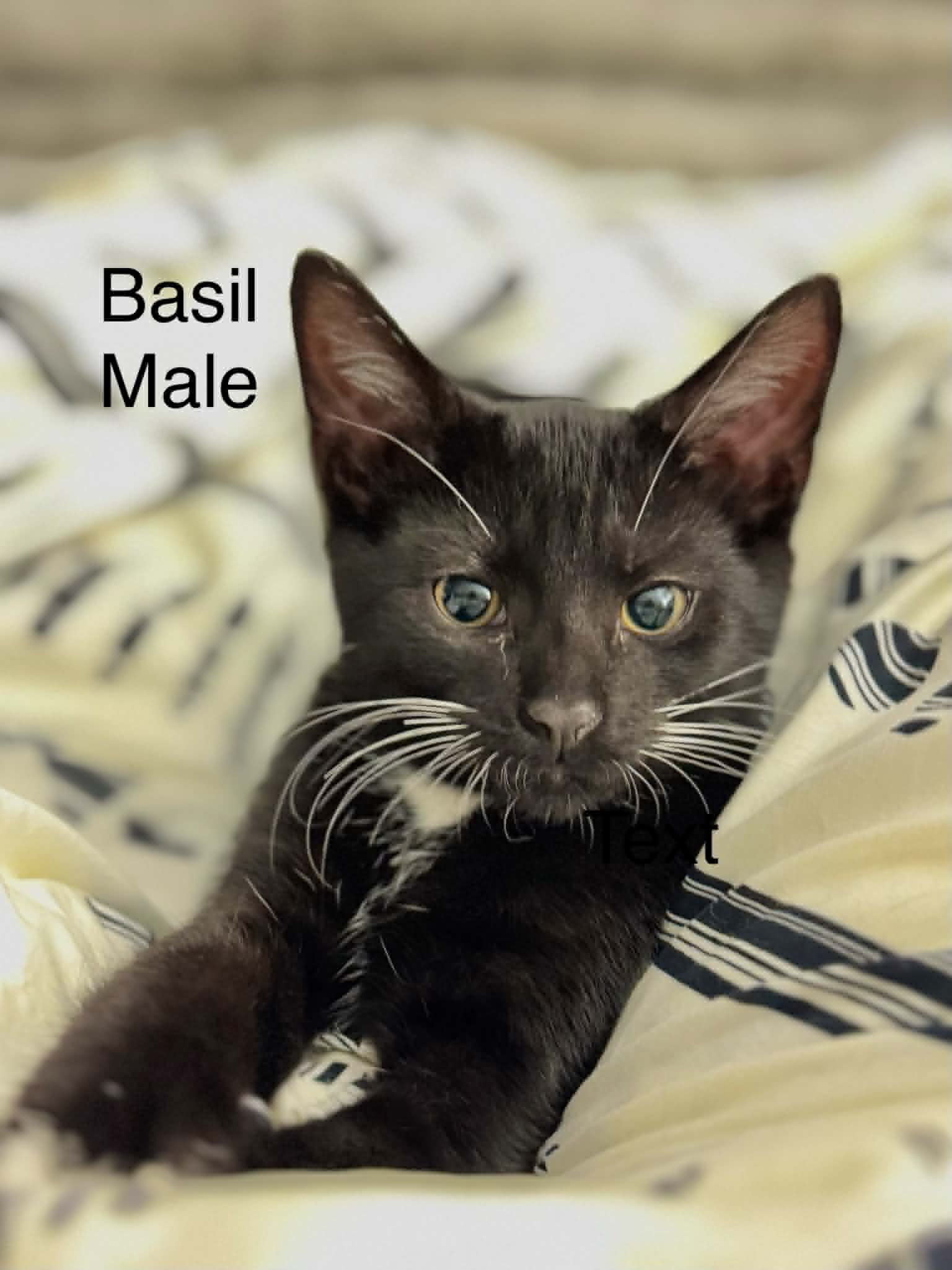 Basil - Domestic Short Hair