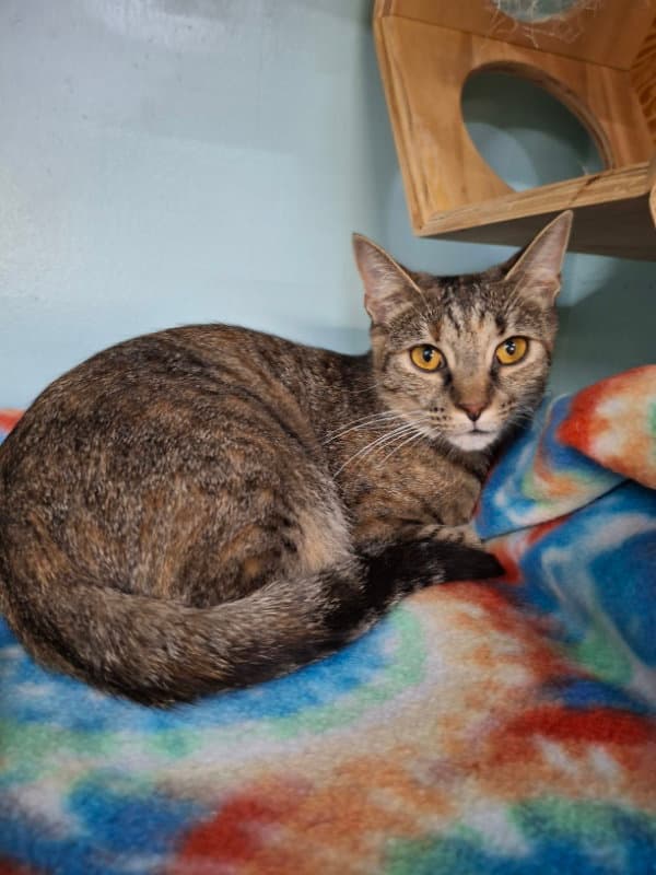 Misty - Domestic Short Hair