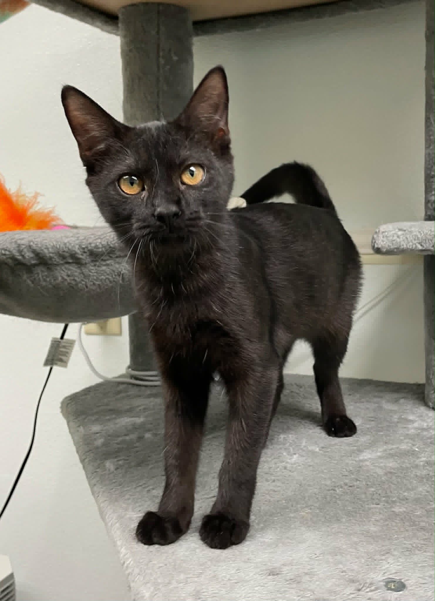 Stormy - Domestic Short Hair