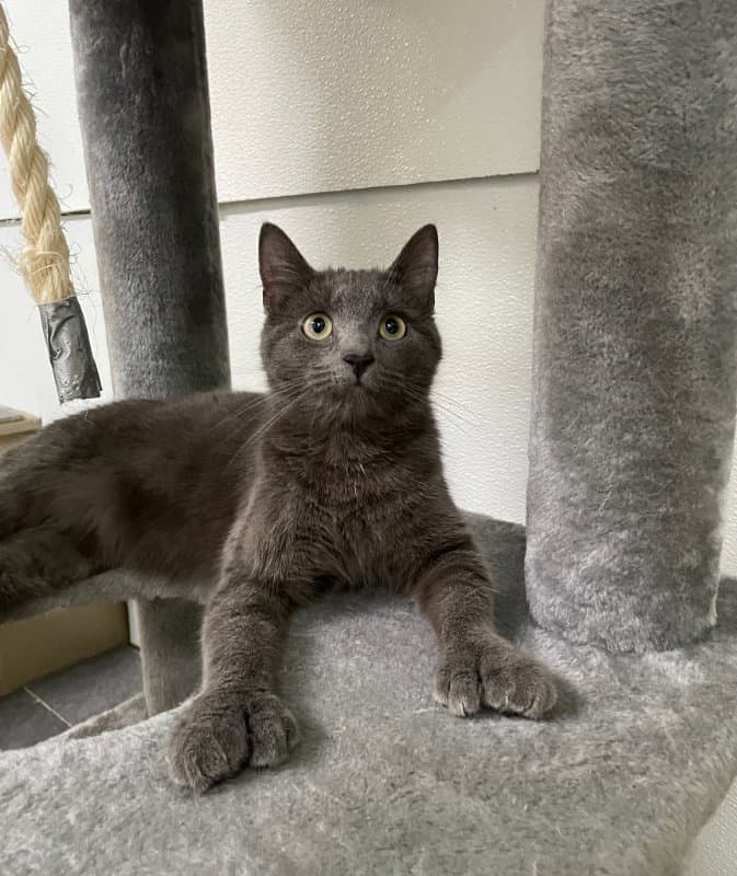 Sweet Pea - Domestic Short Hair
