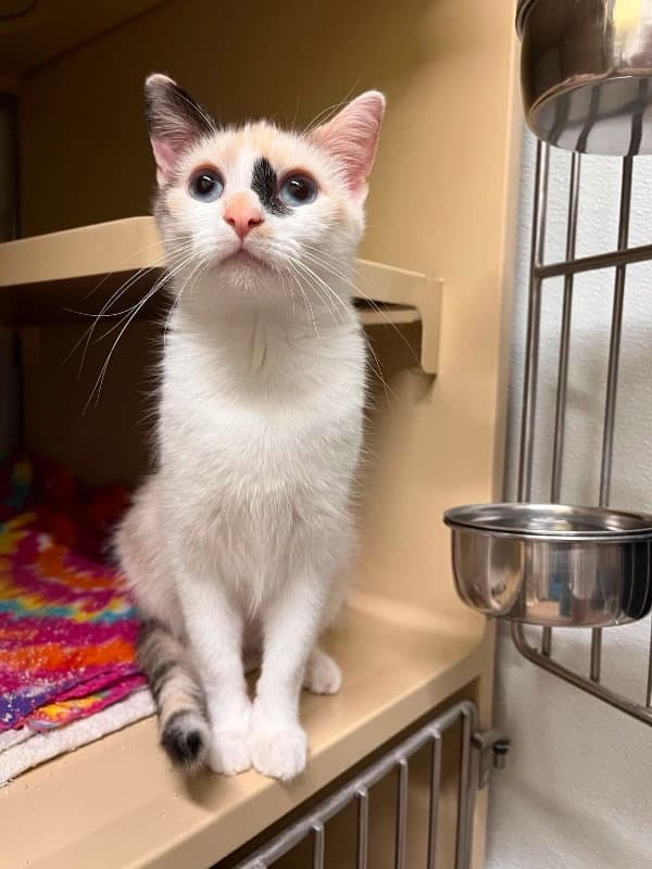 Dawn - Domestic Short Hair