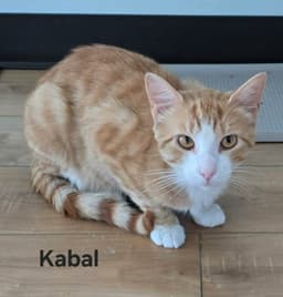 Kabal image 3