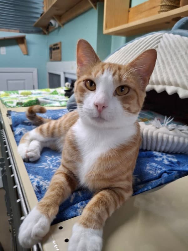 Kabal - Domestic Short Hair