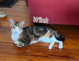Wink image 3