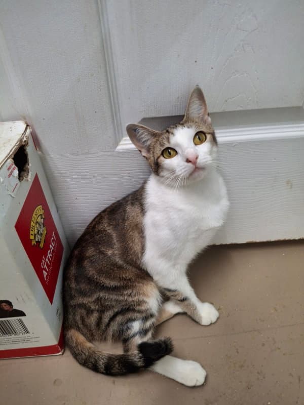 Polly And Marti - Domestic Short Hair