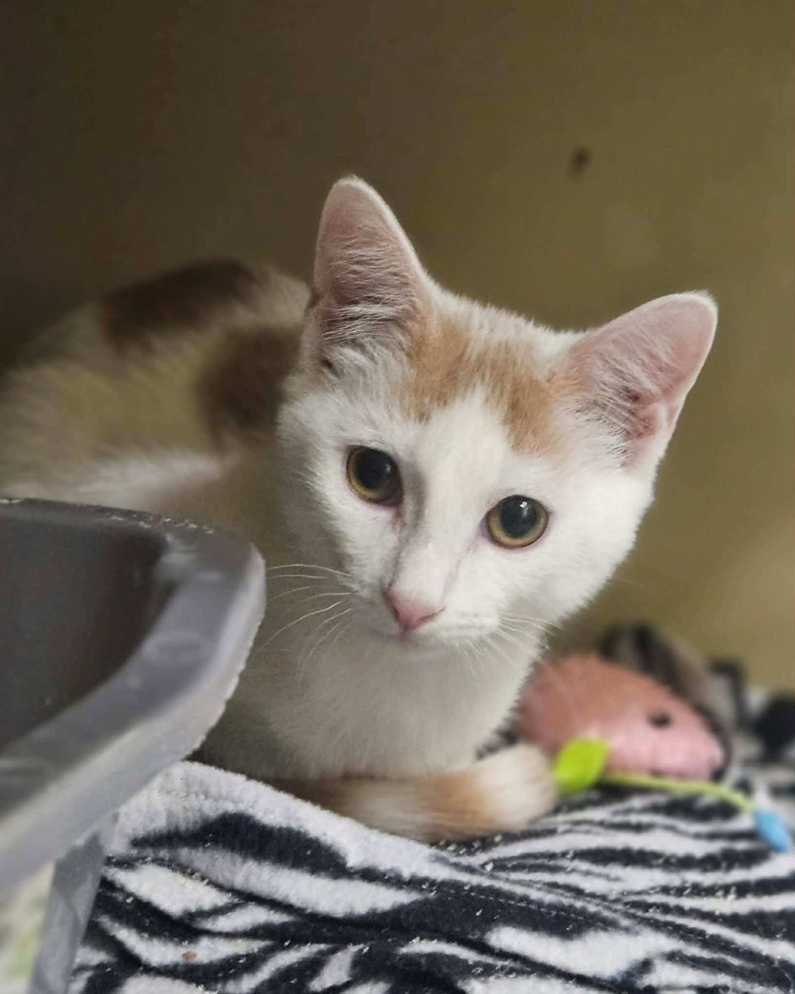Darby And O'malley - Domestic Short Hair