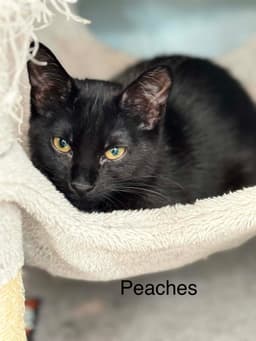 Peaches And Cy image 2
