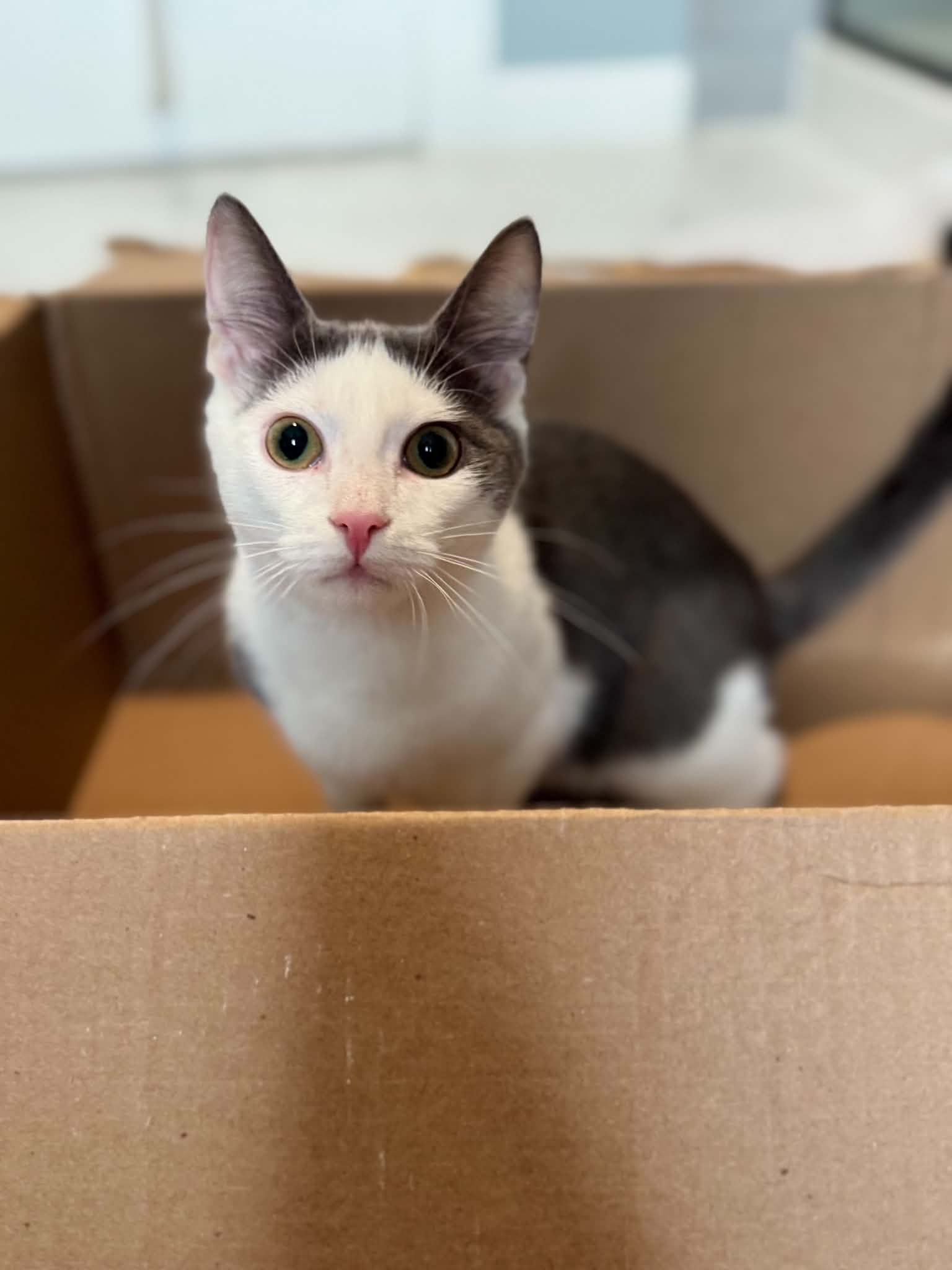 Cy And Peaches - Domestic Short Hair