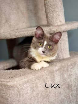 Lux And Ren image 4