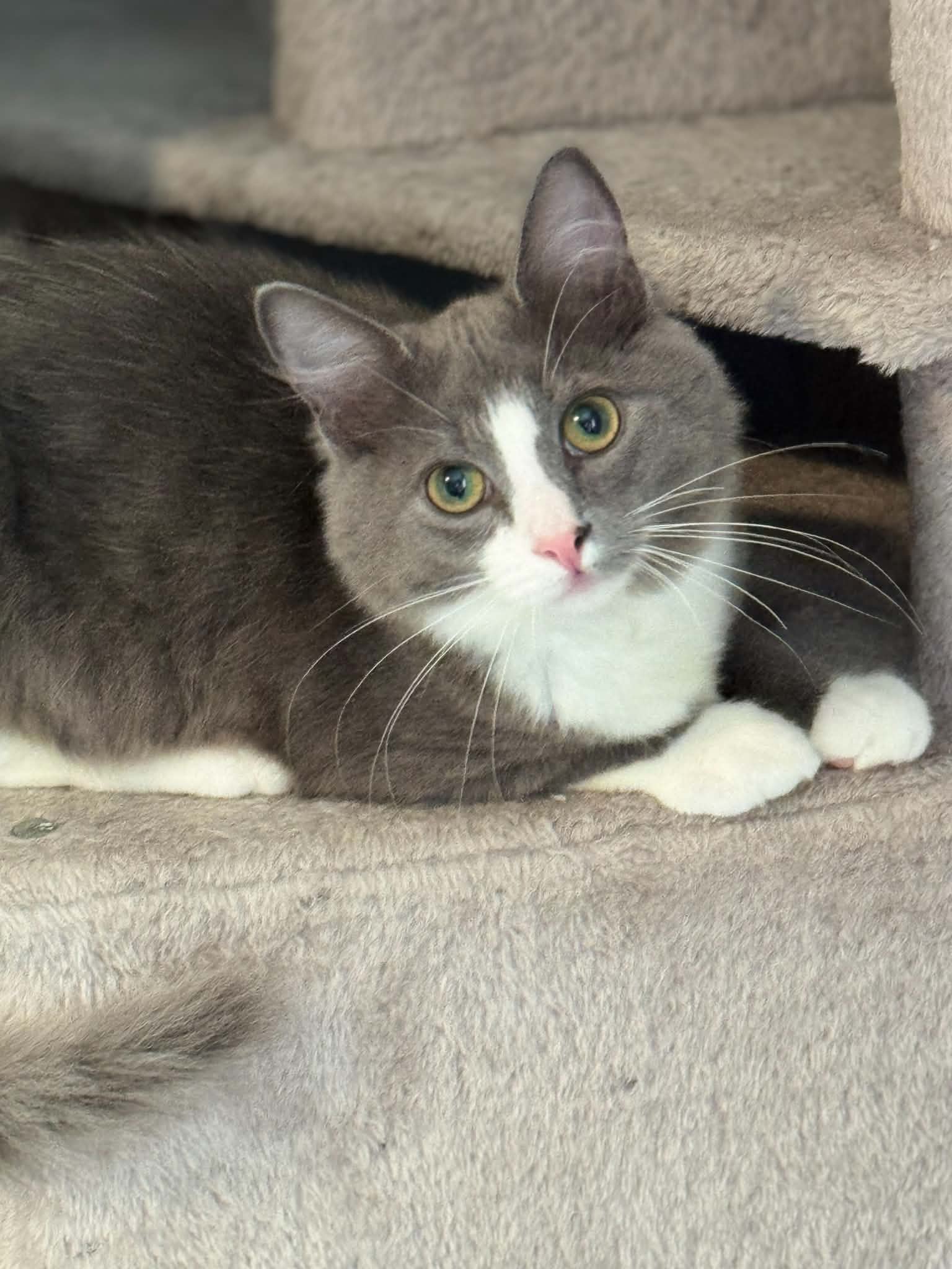 Ren And Lux - Domestic Medium Hair