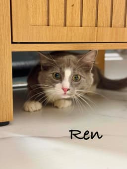 Ren And Lux image 4