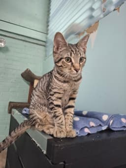 Otis image 4