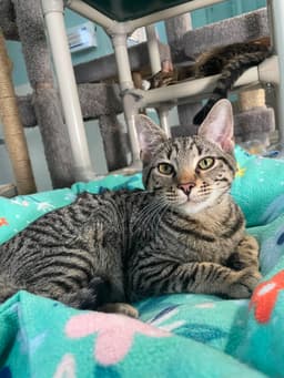 Otis image 1