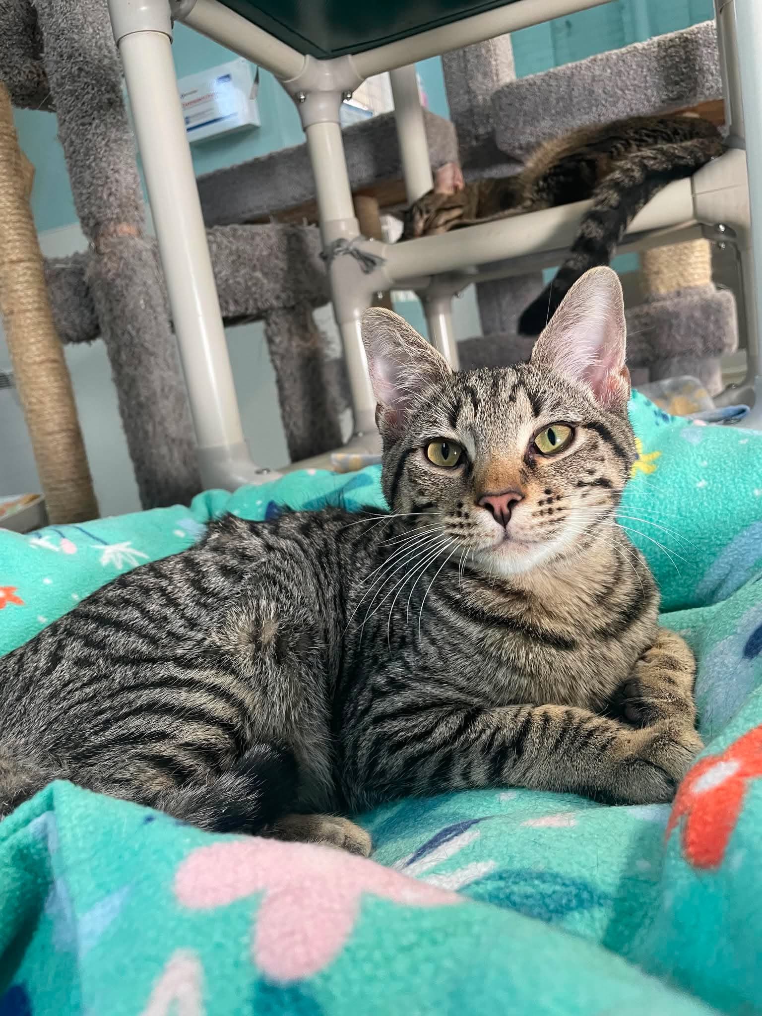 Otis - Domestic Short Hair