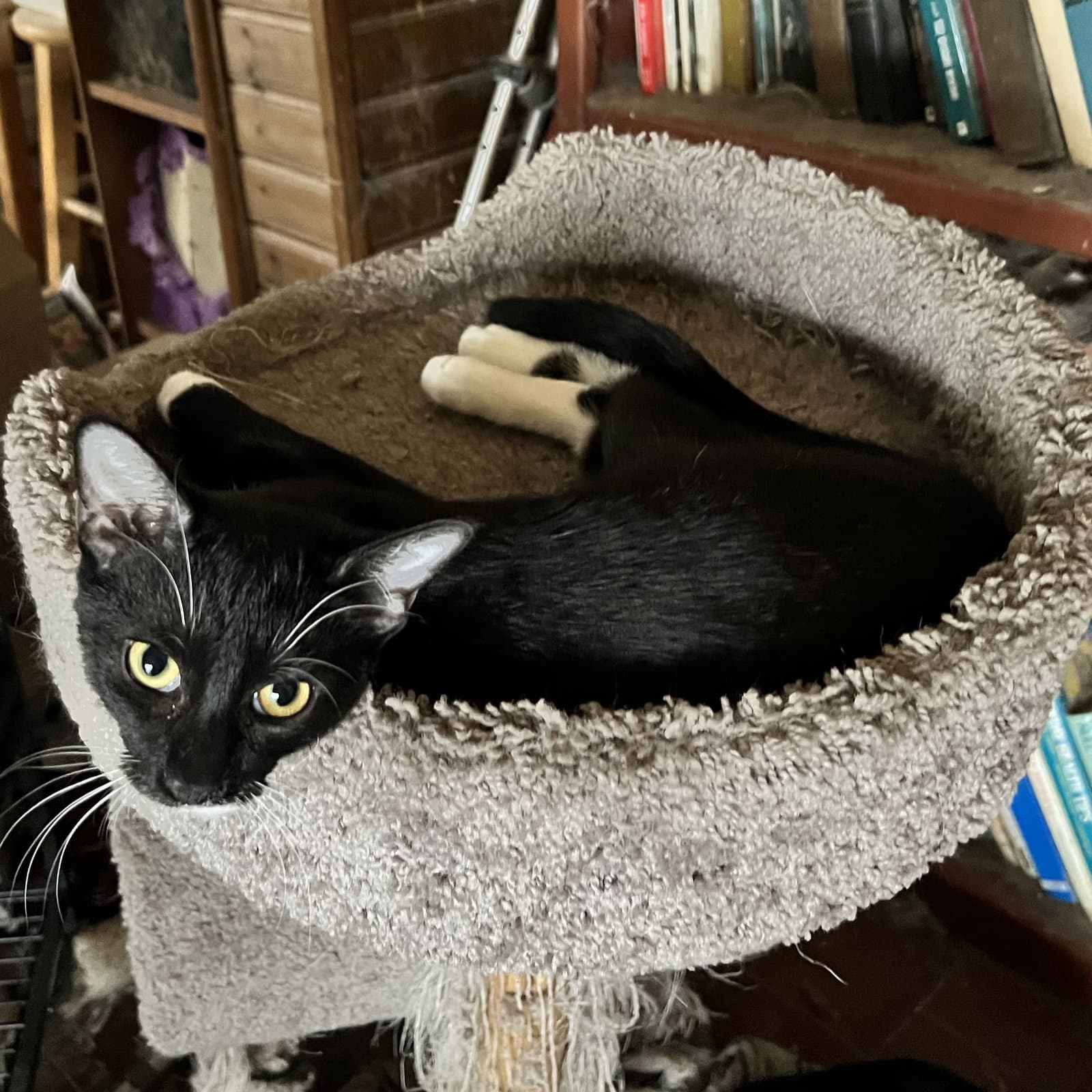 Emerald - Domestic Short Hair