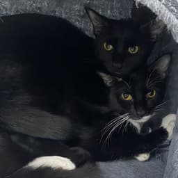 Onyx image 2