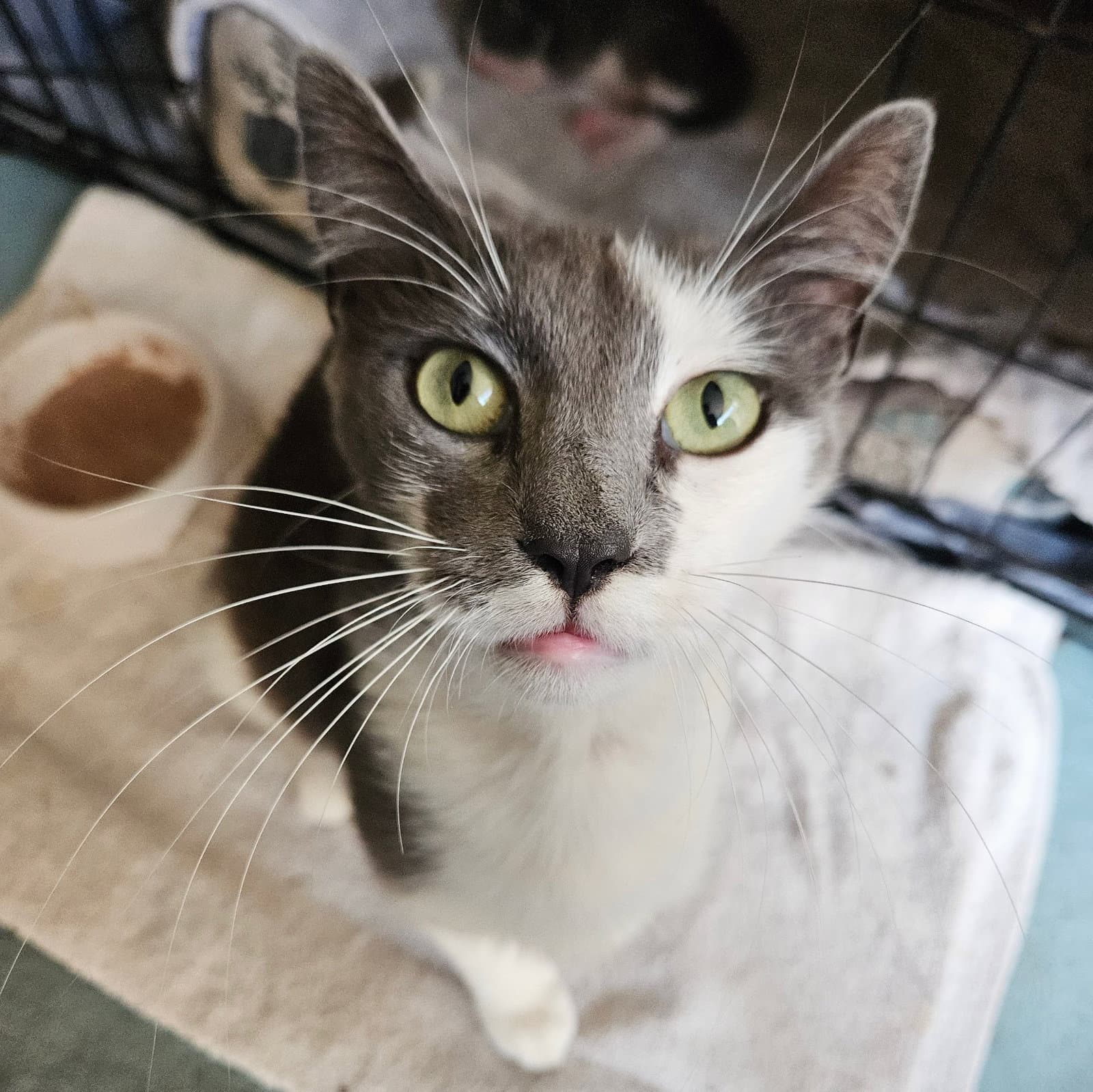 Xena - Domestic Short Hair