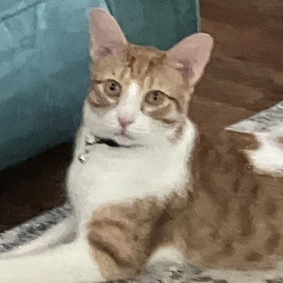 Butterball - Domestic Short Hair