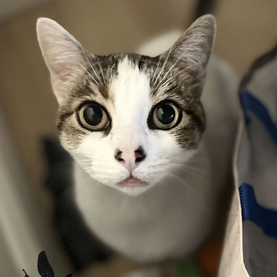 Tinney Pronounced Tin-Ey - Domestic Short Hair