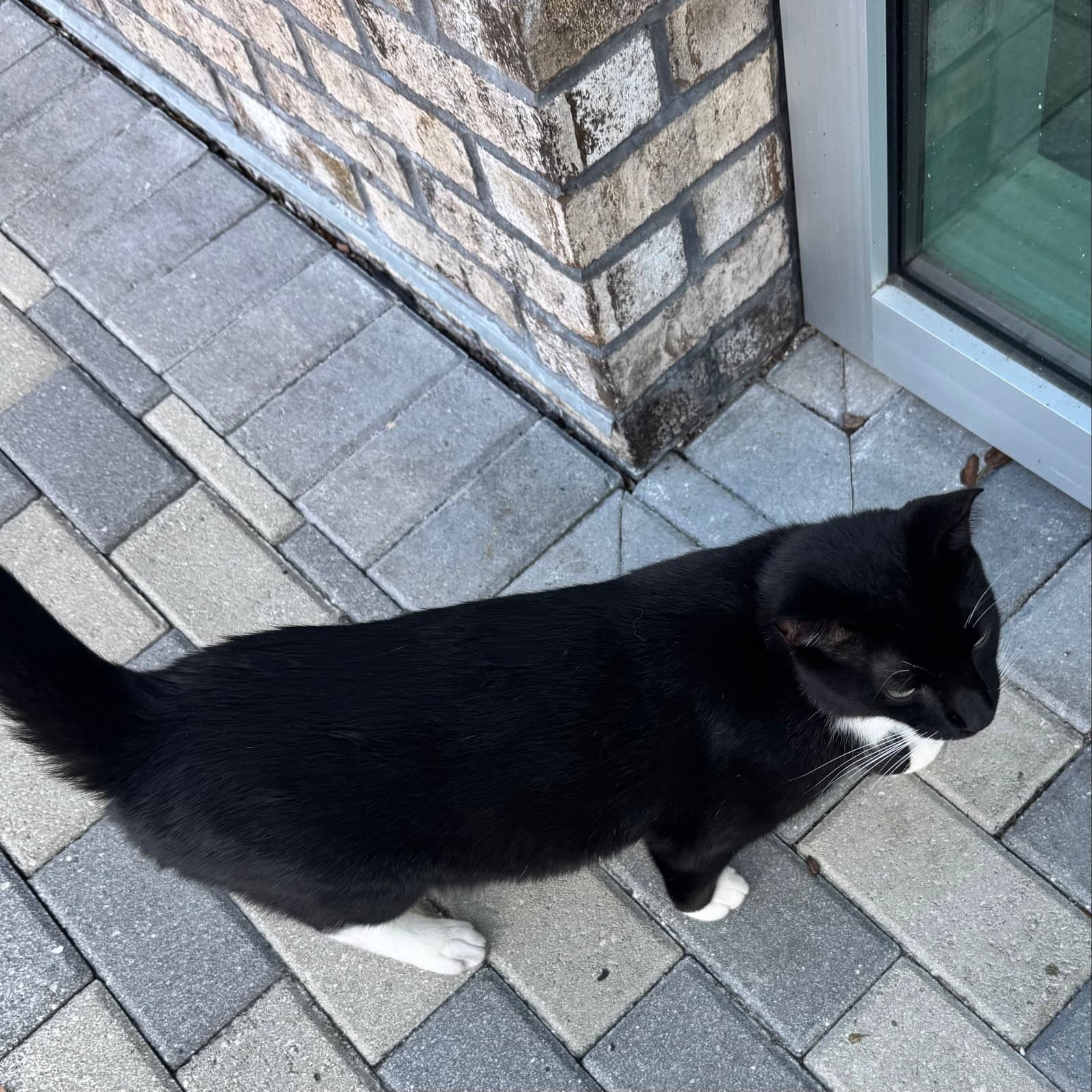 Tyson - Domestic Short Hair
