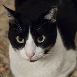 Felix image 1