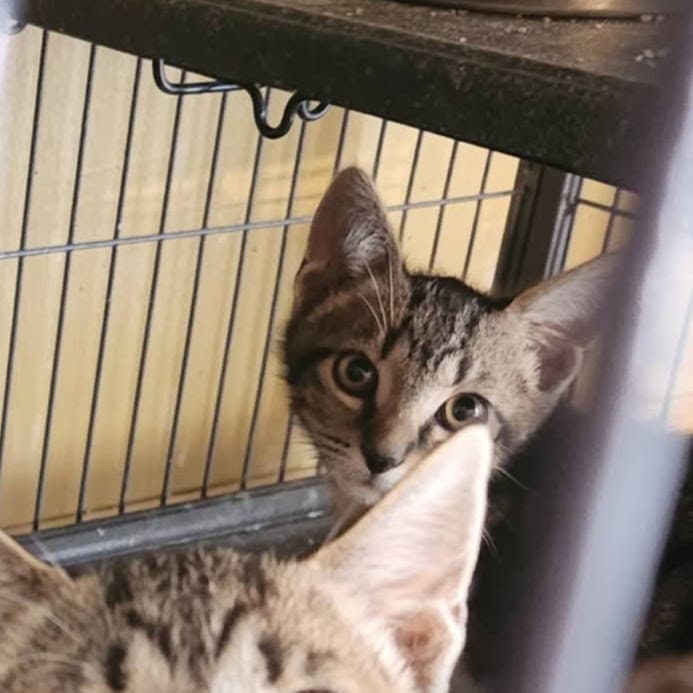 Olivia - Domestic Short Hair