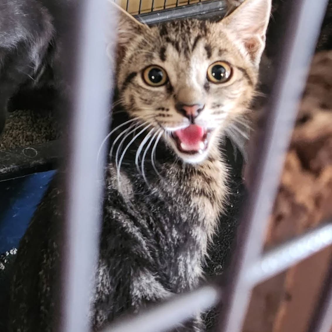 Oliver - Domestic Short Hair
