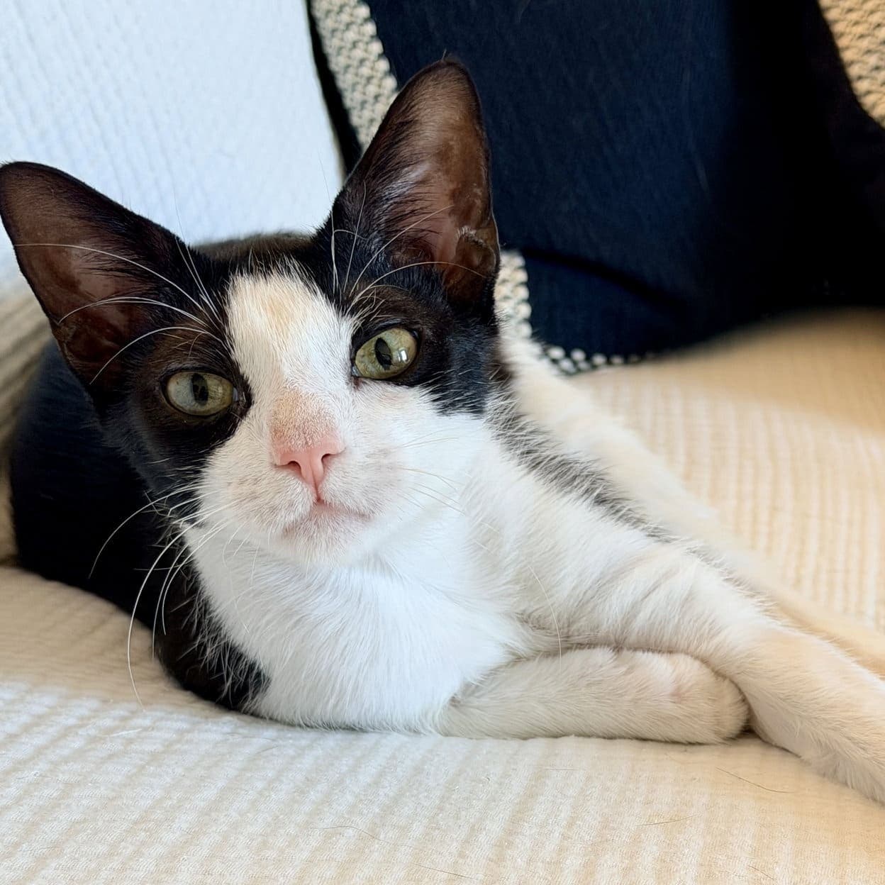 Phooey - Domestic Short Hair