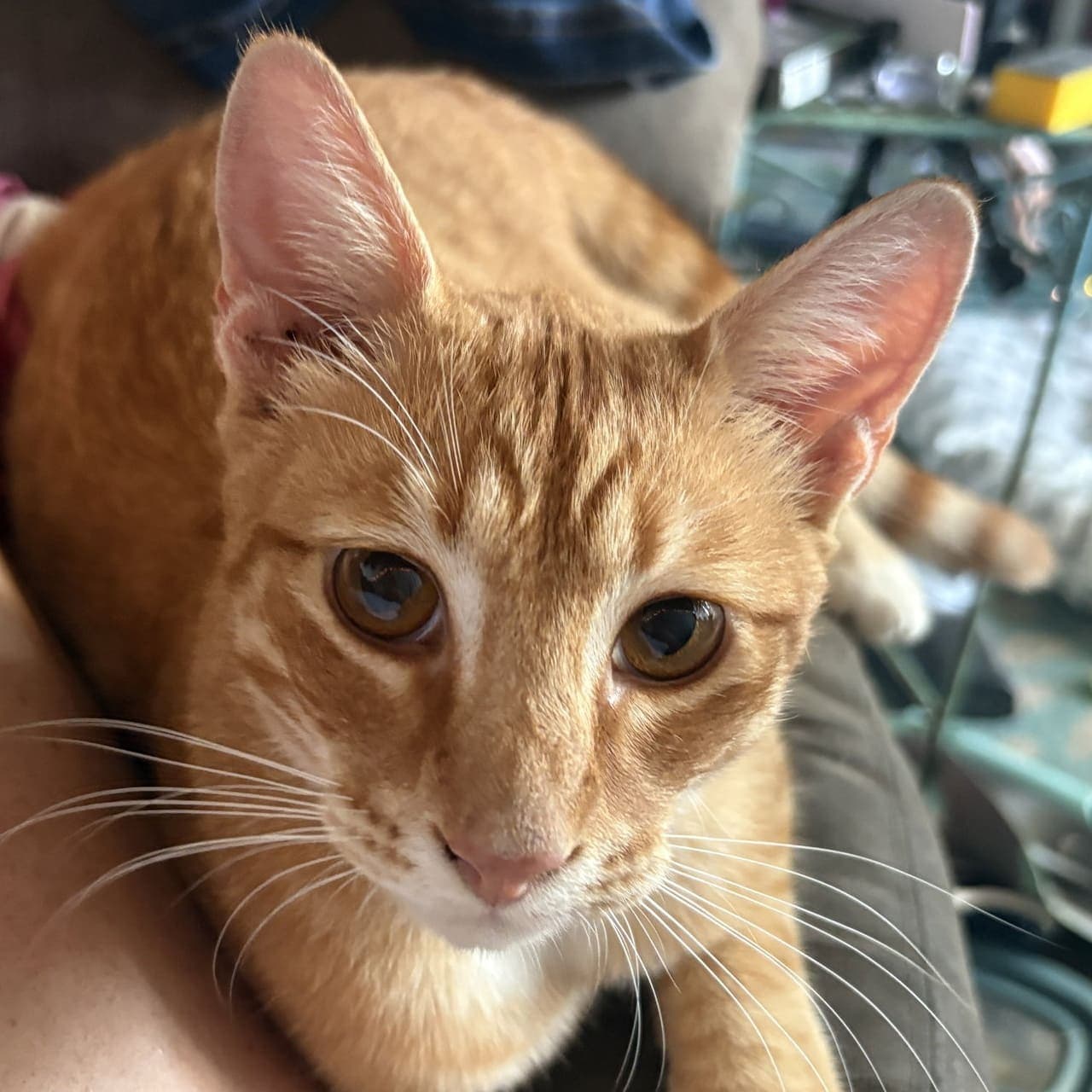 Goose - Domestic Short Hair